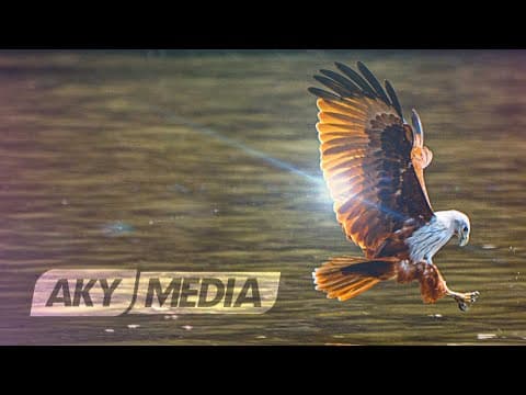 Freedom — after movie